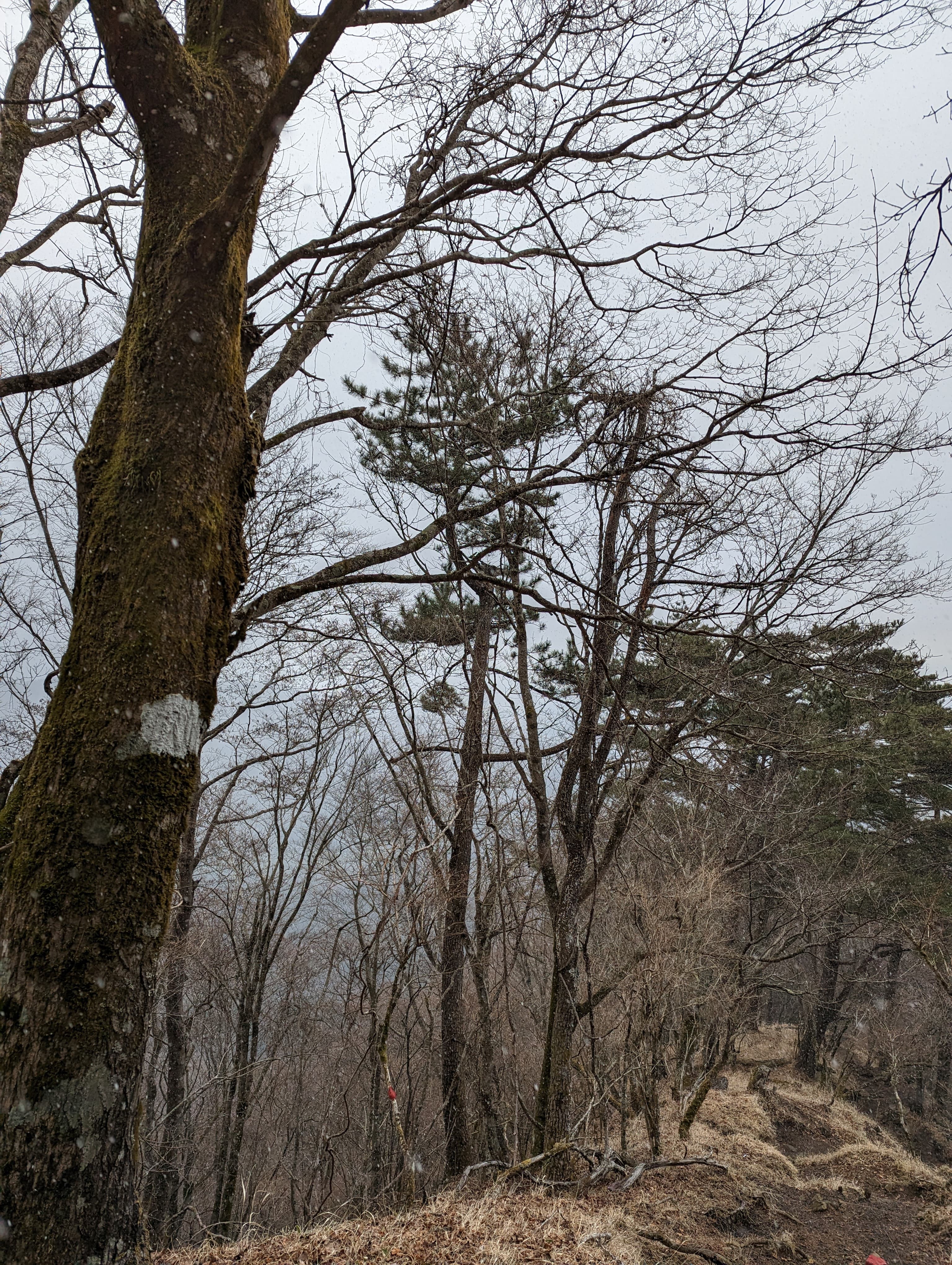 鍋割山（2回目）