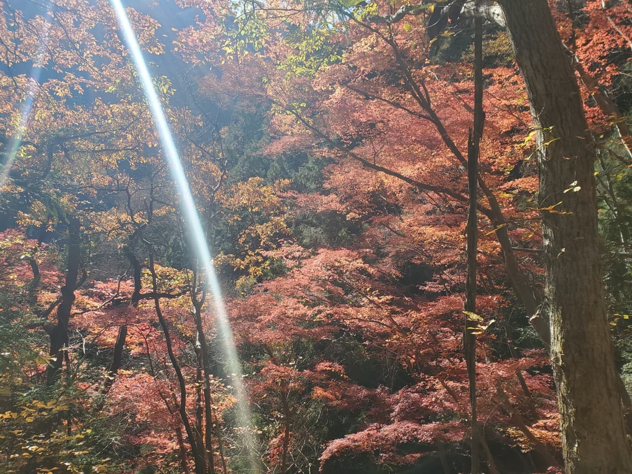 両神山（八丁峠から）