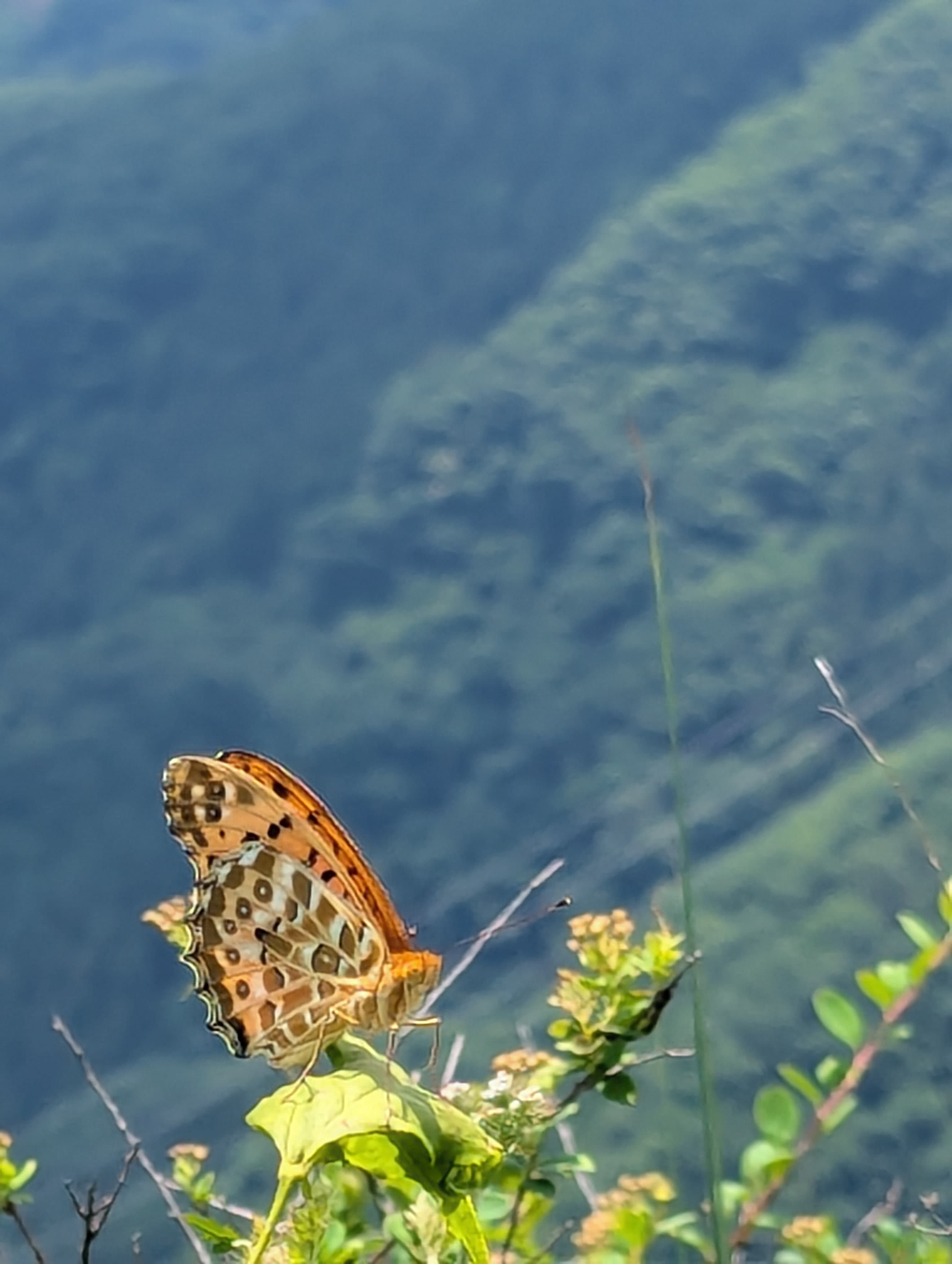 二子山 上級者コース
