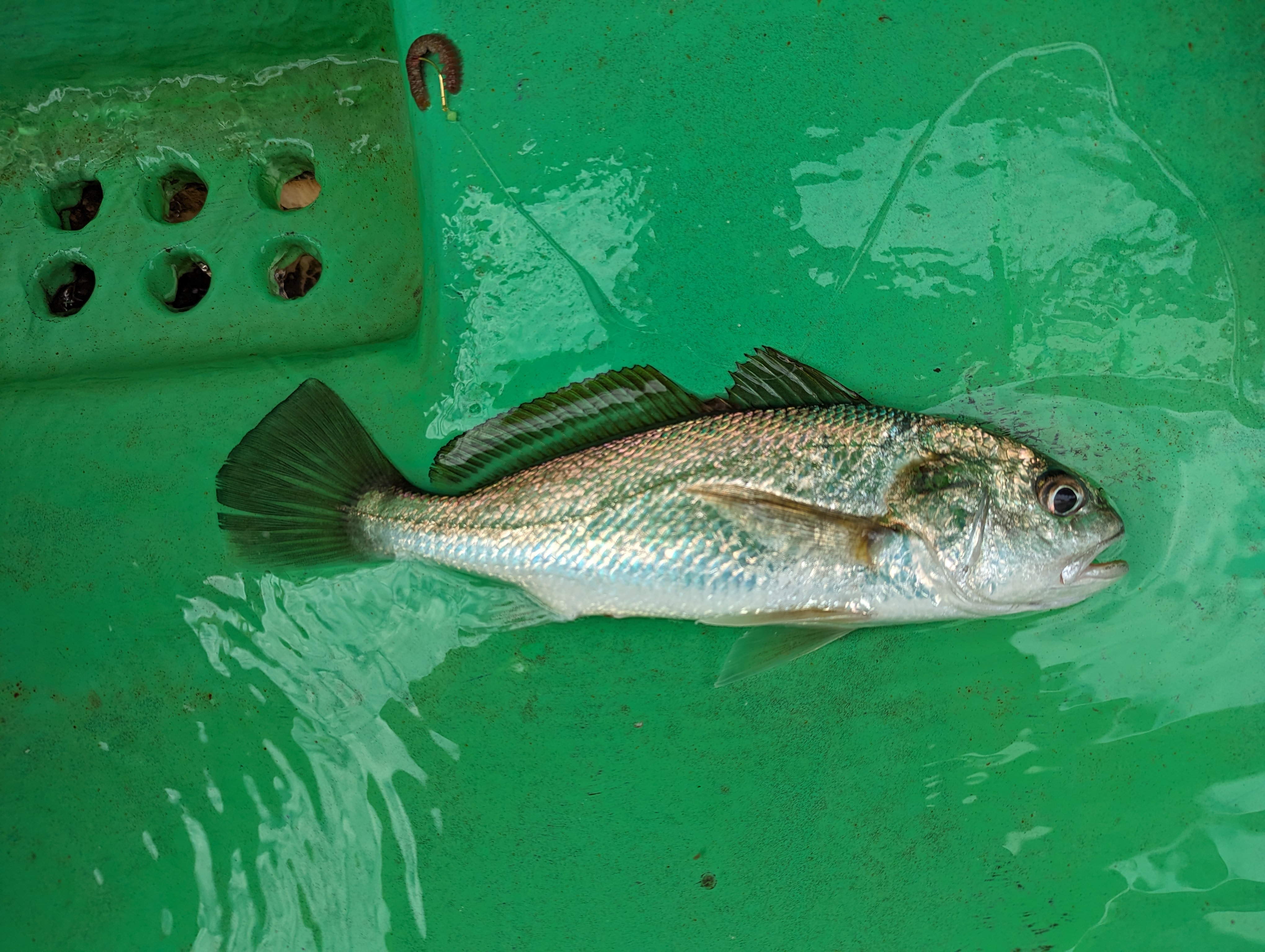 船の上の釣れた魚