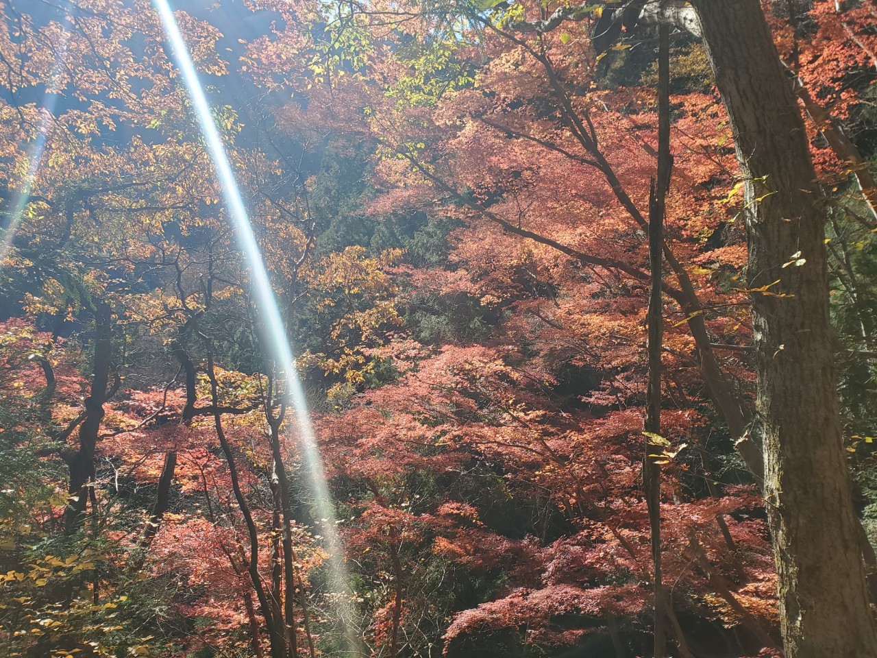 両神山（八丁峠から）